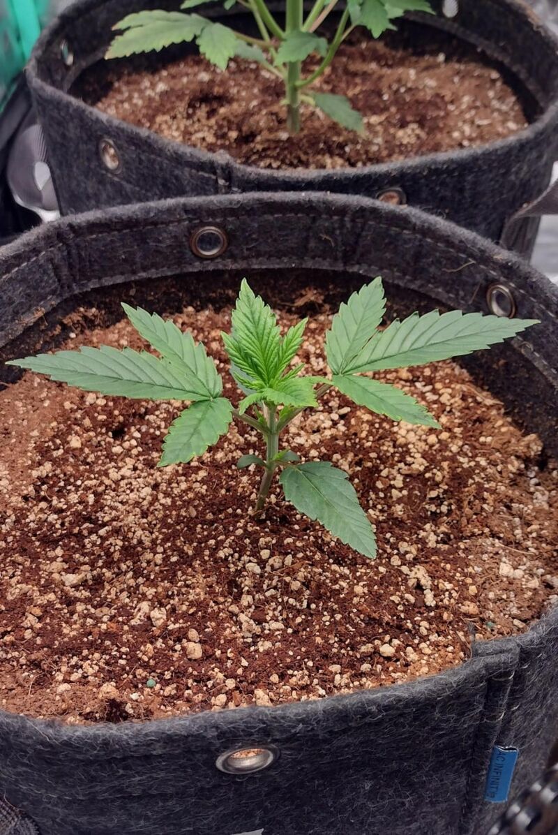 Orange President Auto, Фасовка: 1, изображение 5